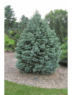 Пихта субальпийская Arizonica Compacta