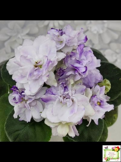 АВ-В Краю Единорогов (Фиалковод) 2020 г.