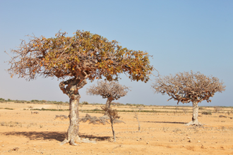 Мирра (Commiphora myrrha) 10 г Сомали - 100% натуральное эфирное масло