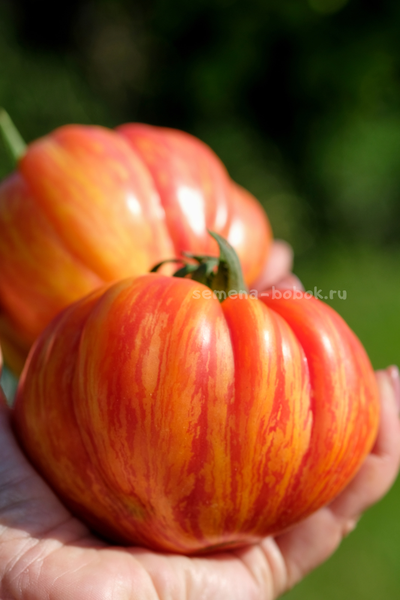 Томат Грибное Лукошко Полосатое, 10 шт