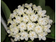 Hoya pachyclada white flowers