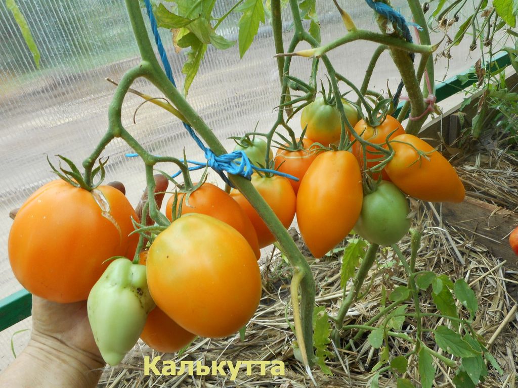 Калькутта томат