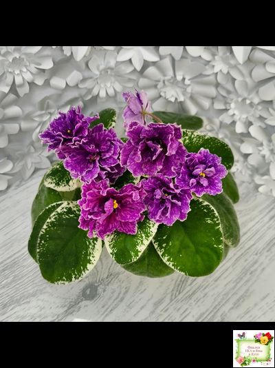 SV-Космические Ежи (С. Суворова) 2021 г.