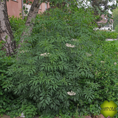 БУЗИНА ЧЕРНАЯ "ЛАЦИНИАТА" (ОЧЕНЬ КРАСИВА, ЯГОДЫ ЛЕЧЕБНЫЕ, ОТПУГИВАЕТ КРОТОВ И МЫШЕЙ, ХОРОШО СТРИЖЕТСЯ) (саженец 60-70 см)