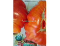 Томат Гигант Фарина (Gigante Farina, Италия)