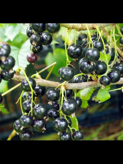 Нара (смородина черная), 1-2-4 года, ЗКС