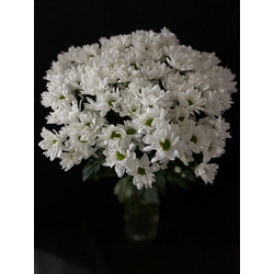 Хризантема ромашка белая 15 шт