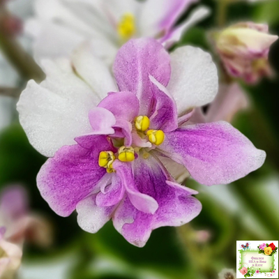 LV-Мариночка (Л. Шевелева) 2023 г. (клакамас бастл-листва с кроновой пестролистностью)