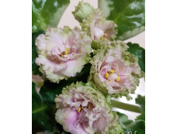 27) ЕК-Берендеево Царство (стартер)