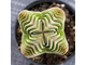 Crassula Buddha's Temple