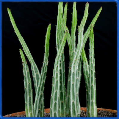 Senecio stapeliiformis