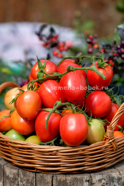 Томат Царица Полей, 10 шт