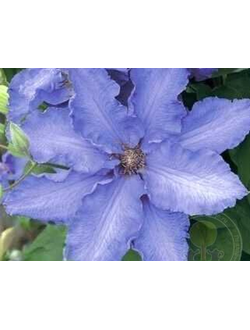 Клематис Baltic Waves (Балтик Вэйвз)