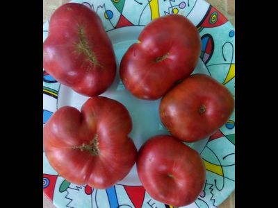 Томат Sandburg GVR