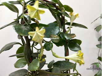 Церопегия Сандерсона / Ceropegia sandersonii