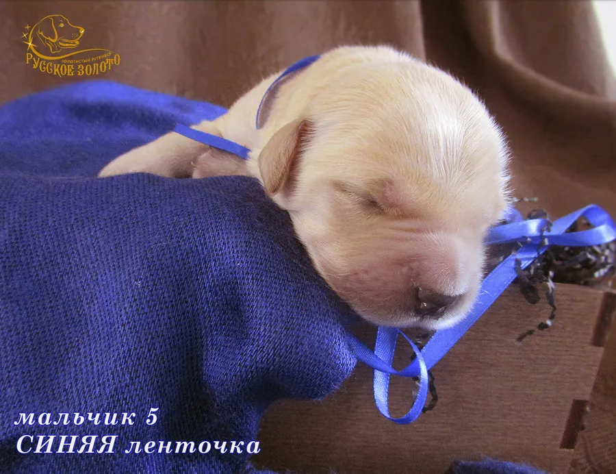УЖЕ в НОВОМ ДОМЕ = Мальчик СИНЯЯ ленточка, 5 дней. ДР 28.01.20. 