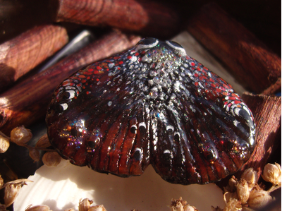 Миниатюрная брошь "Мотылёк-Уголёк"