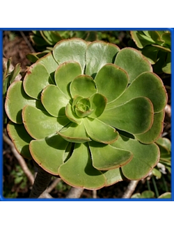Aeonium manriqueorum
