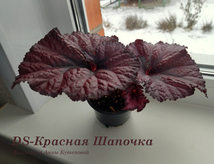 Бегония красная шапочка