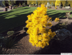 Сосна Желтая - Pinus Ponderosa