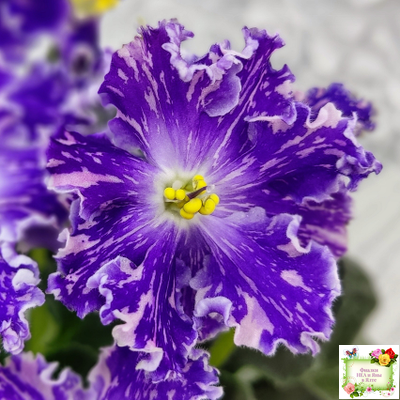 НД-Кристалл Сваровски (Н. Данилова-Суворова) 2019 г. (лист укоренённый)