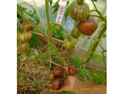 Томат Rebel Starfighter Prime (Мятежный звездный истребитель)