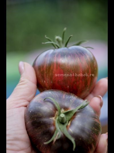 Томат Marsha's Starfighter Beefsteak (Бифштекс Марши), 10 шт