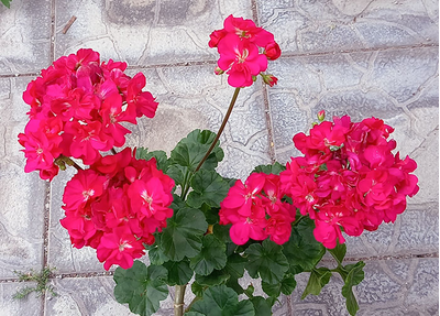 Пеларгония Persian Ruler