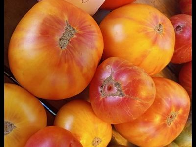 Томат Полосатый Вильямса (Williams Striped)