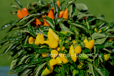 Перец острый Сальса Желтая (Salsa Yellow), 10 шт