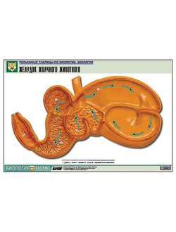 Рельефная таблица "Желудок жвачного животного" (формат А1, матовое ламинир.)
