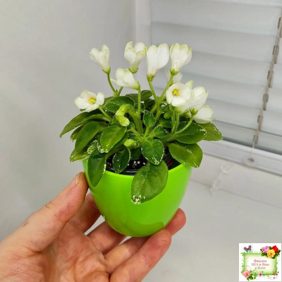 Н-Каламбур (Н. Бердикова) 2016 трейлер