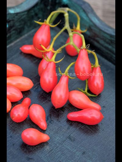 Томат Elf Tears (Слезы Эльфа), 10 шт