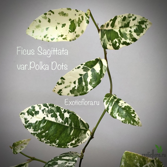 Фикус Сагиттата Полька Дотс / Ficus Sagittata var. Polka Dots