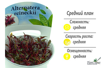 Альтернантера Мини Рейнеки