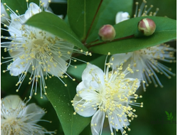 Мирт крупнолистный / Myrtus macrophylla