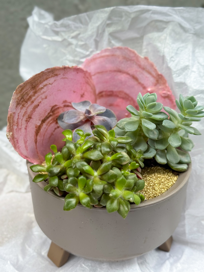 Флорариум Розовая ракушка