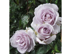 Оут оф Блю (Out of the Blue) новозеландская роза