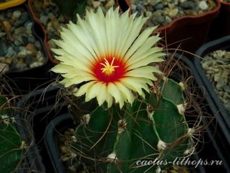 Astrophytum senile - 5 семян