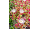 Хрустальная травка (Mesembryanthemum Crystallinum)