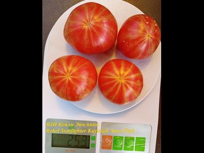 Томат Восставший Звездный Истребитель Кэйли Энн Пинк (Rebel Starfighter Kayleigh Anne Pink)