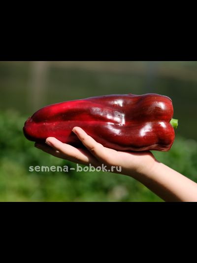 Перец сладкий  Italian Boot ( Итальянский Сапог), 10 шт