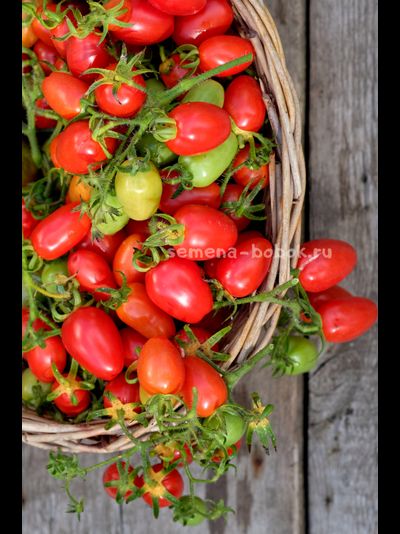 Томат Красный клык, 10 шт.
