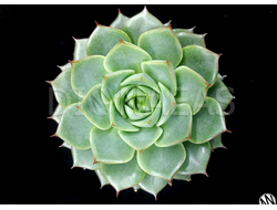 Echeveria Fabiola