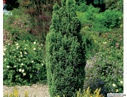 Кипарисовик Элвуди - Ellwoodii