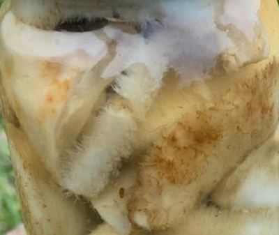 Грибы соленые от фермера домашние купить с доставкой на дом