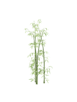 тропические Бамбук-02