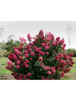 Гортензия "Вимс Ред"