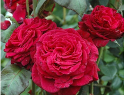 Роза четырех ветров (Rose des 4 Vents)  Delbard