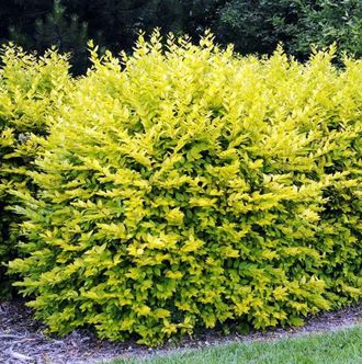 Бирючина овальнолистная Aureum